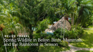 Spring Belize